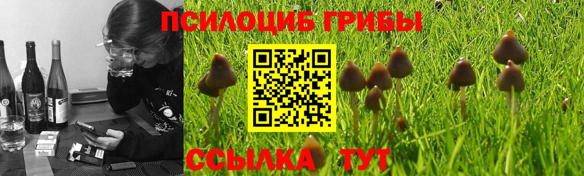 Псилоцибиновые грибы Psilocybe  Галлюциногенные грибы GOLDEN TEACHER  Вход с VPN  Гай 